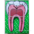 Tooth Shaped Clock for Medical Promotion